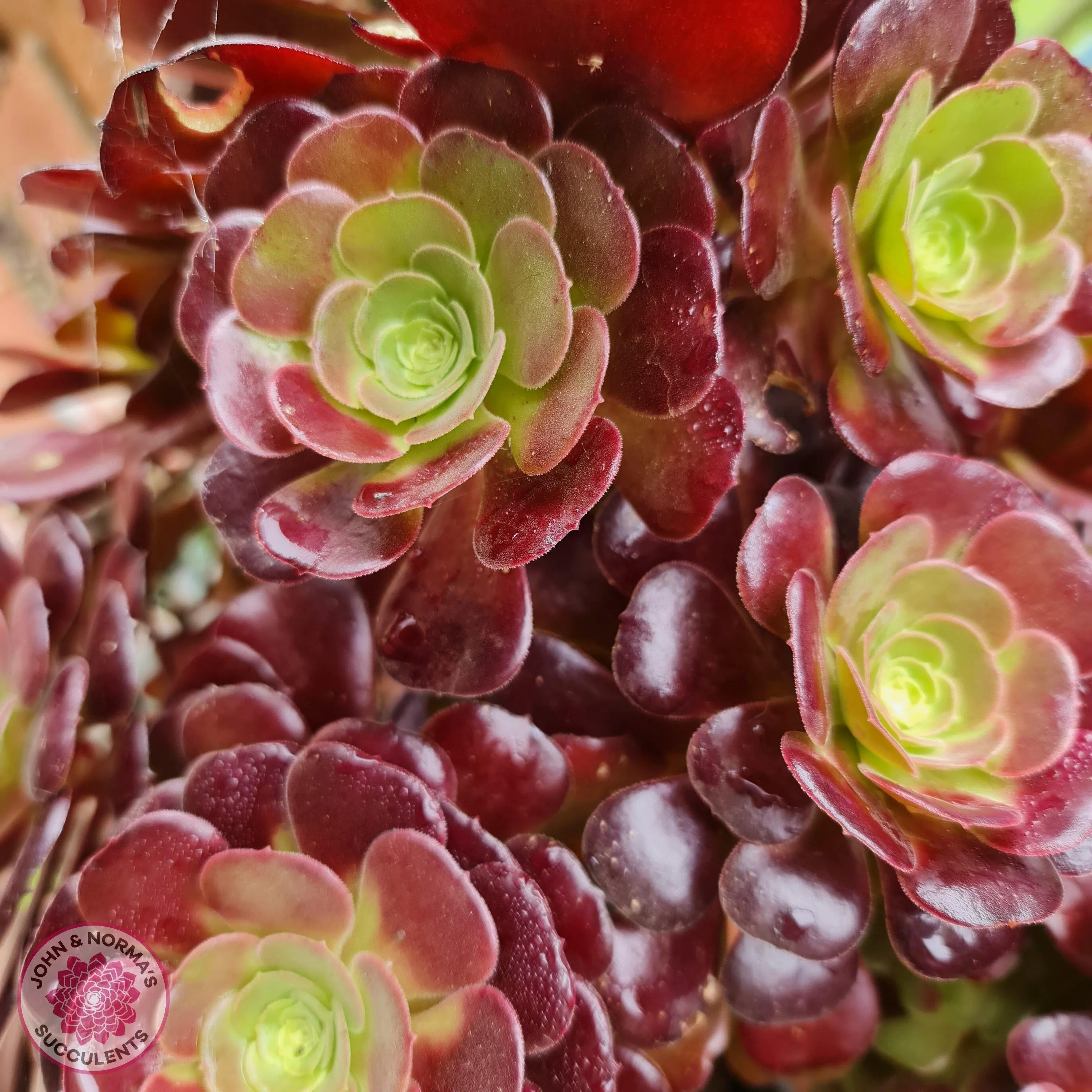 Aeonium 'Blushing Beauty'