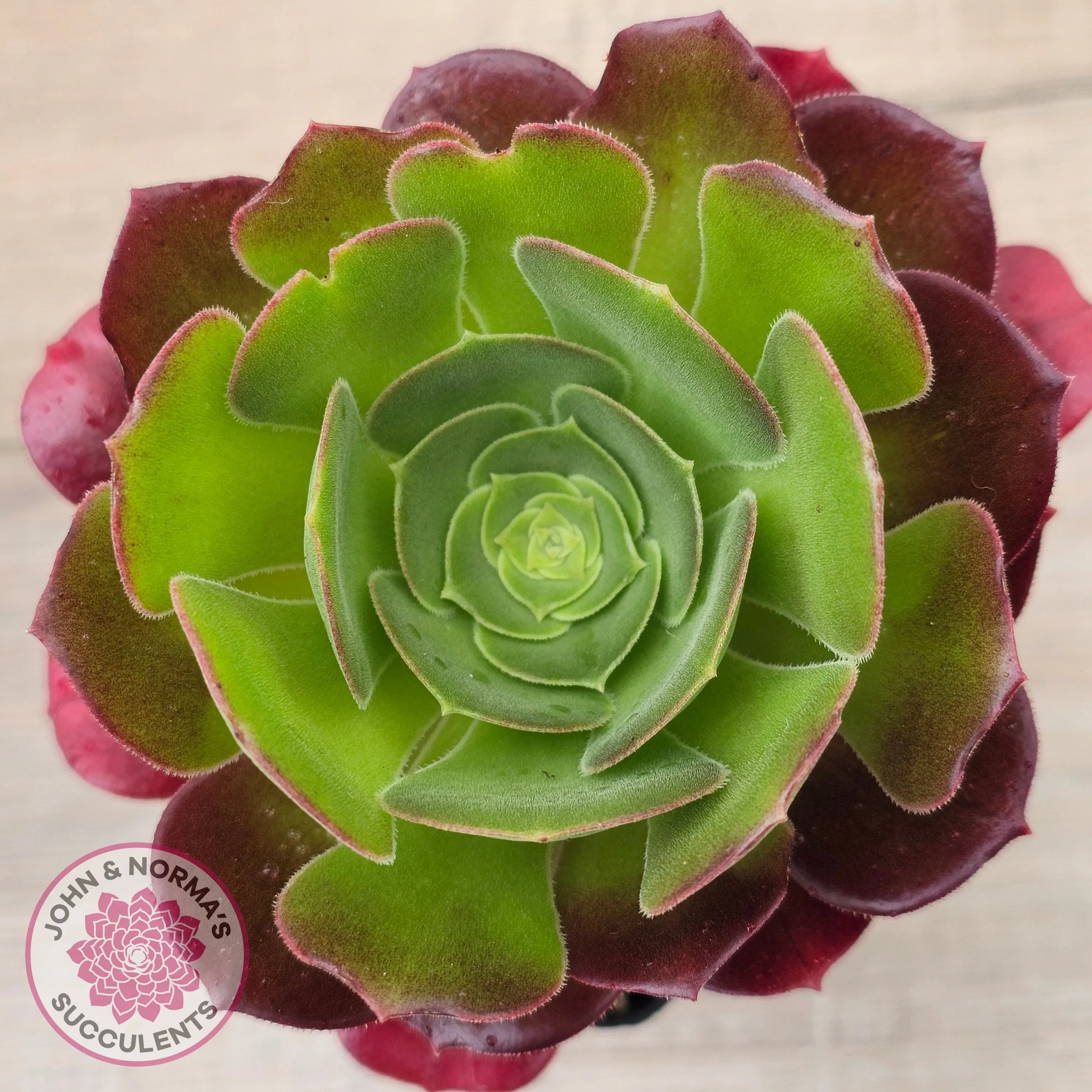Aeonium 'Blushing Beauty'