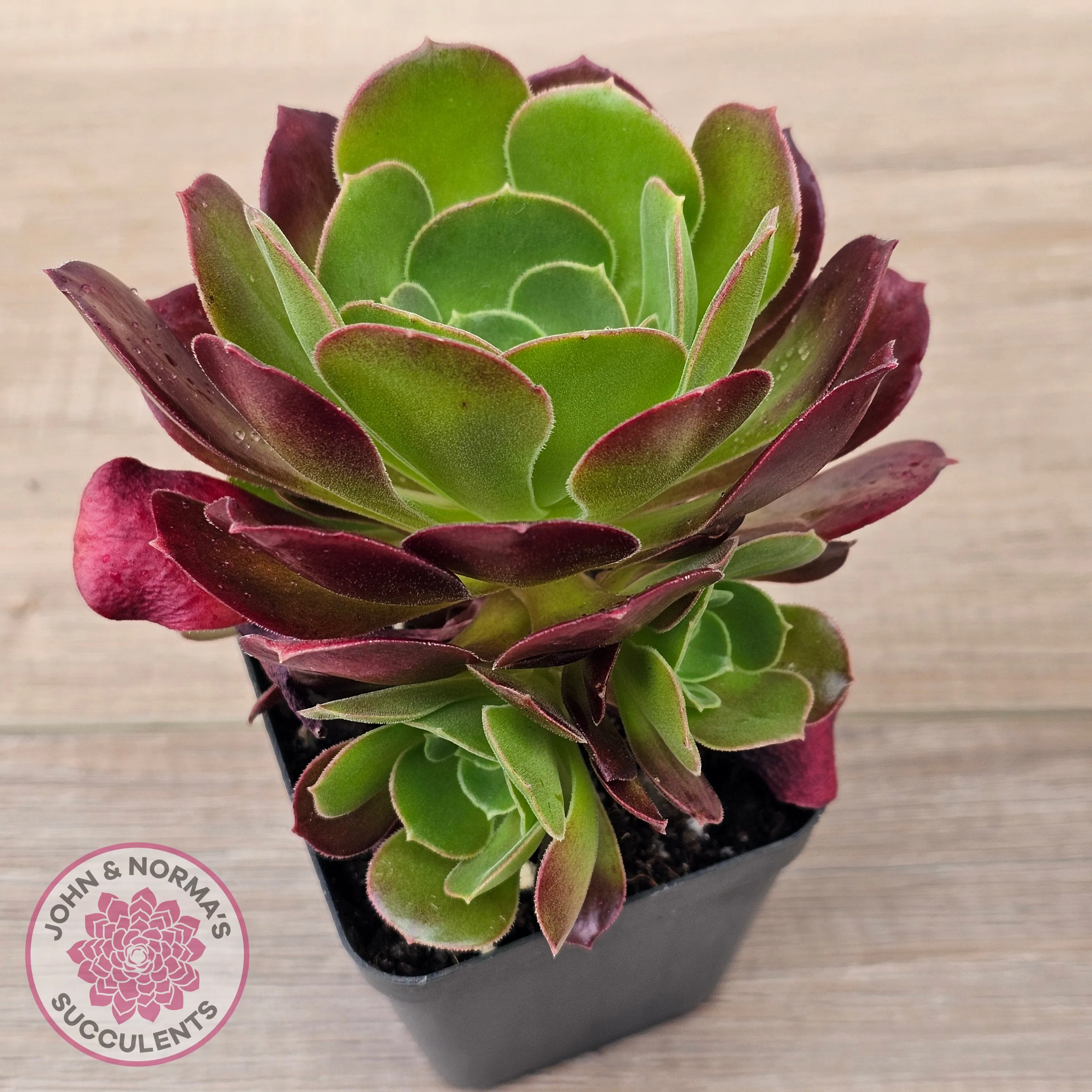 Aeonium 'Blushing Beauty'