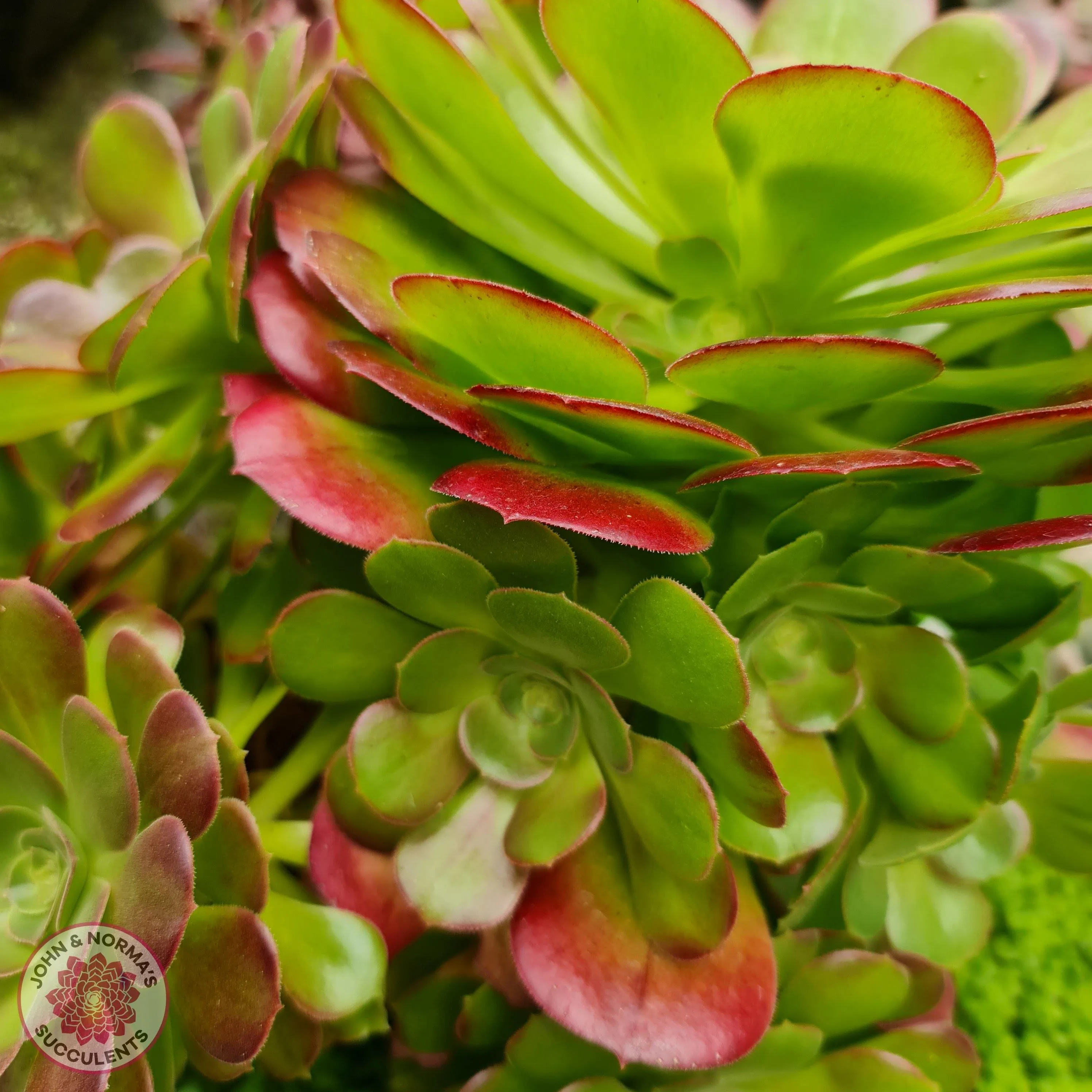 Aeonium 'Blushing Beauty'