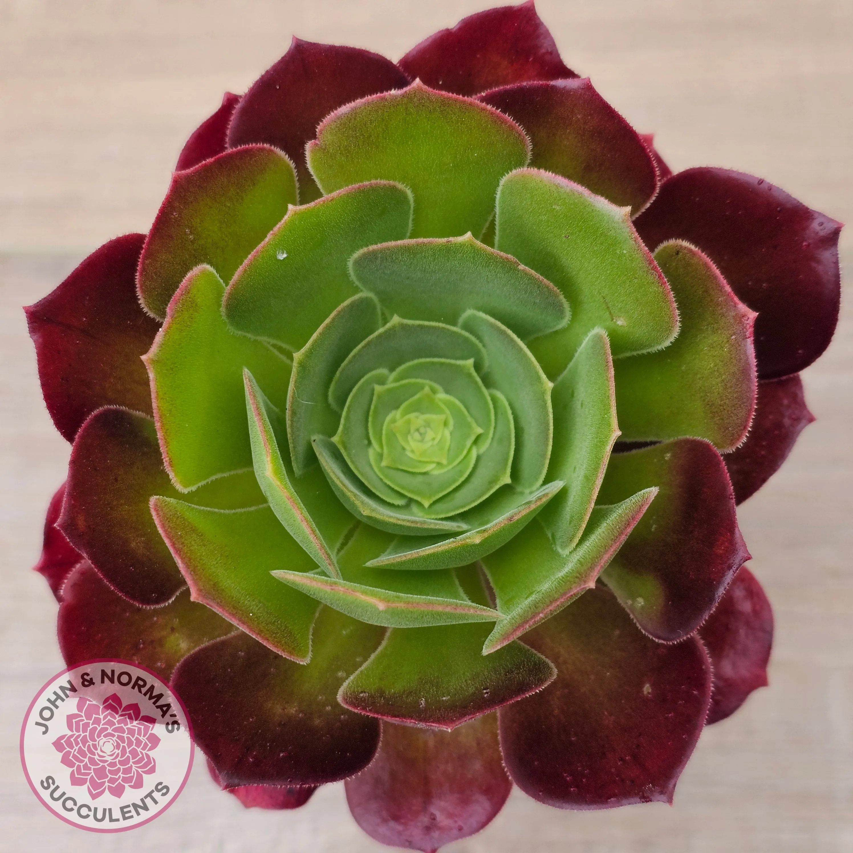 Aeonium 'Blushing Beauty'