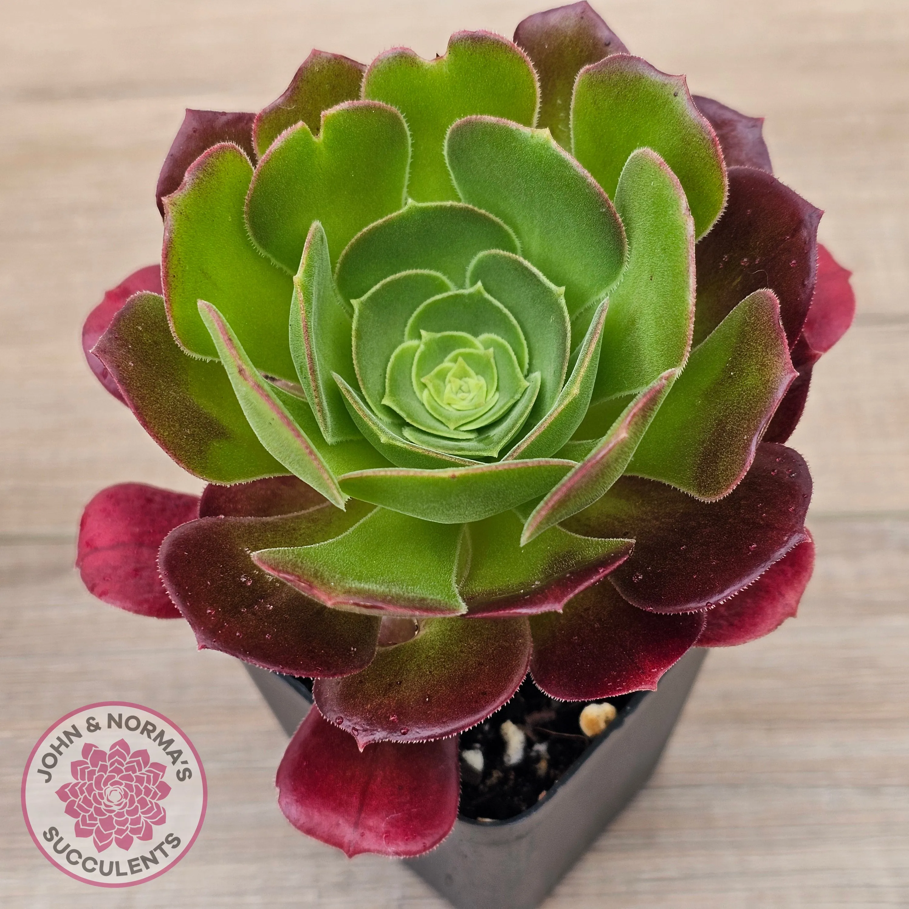 Aeonium 'Blushing Beauty'