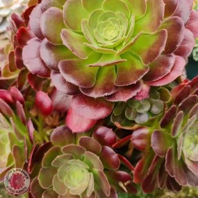 Aeonium 'Blushing Beauty'