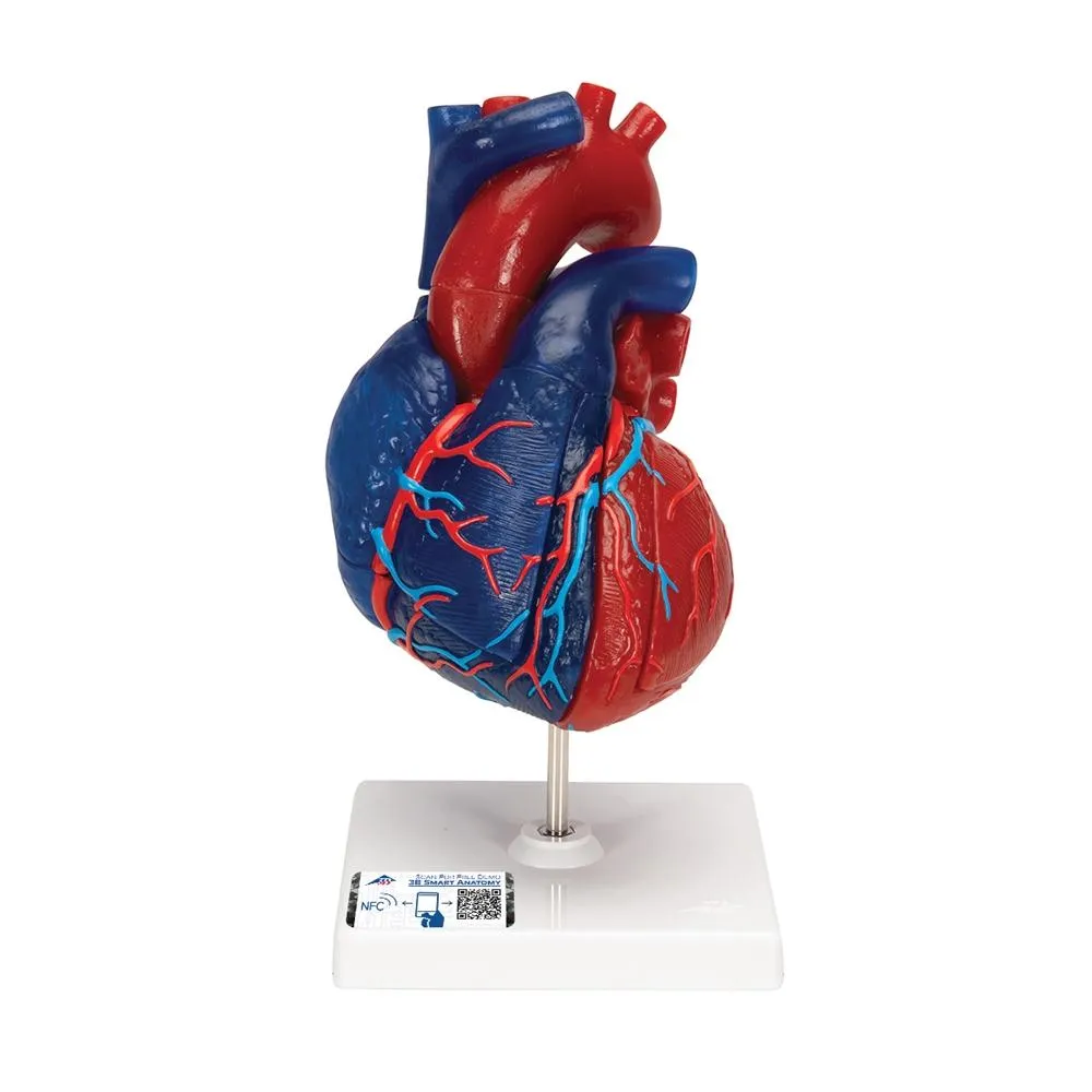 Auscultation Training Set, Introduction Kit