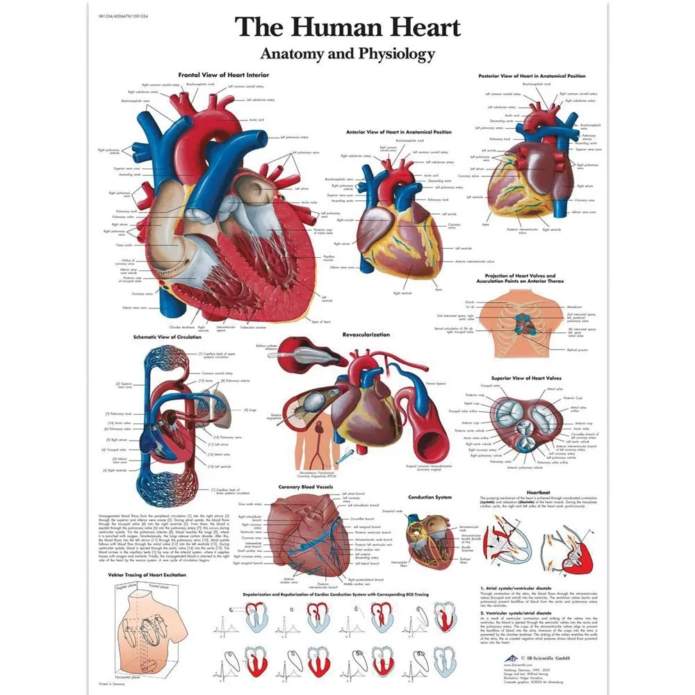 Auscultation Training Set, Introduction Kit