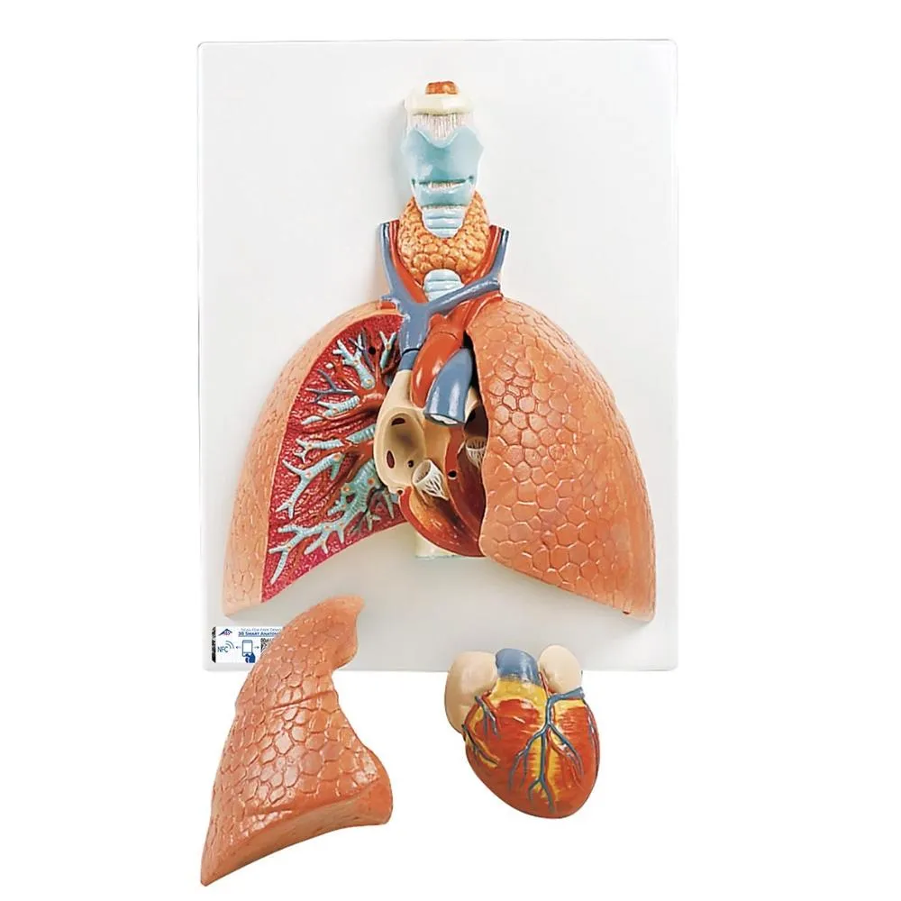 Auscultation Training Set, Introduction Kit