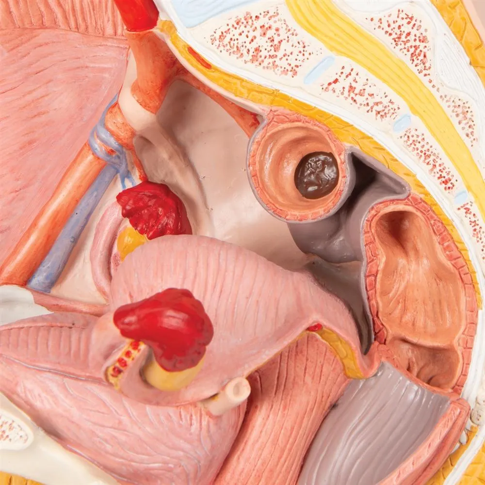 Female Pelvis Model, 2-Part