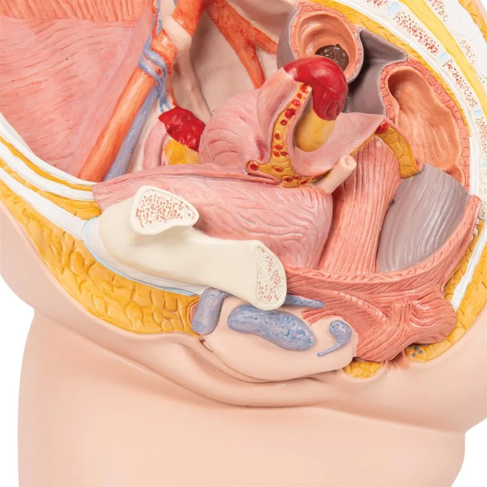 Female Pelvis Model, 2-Part