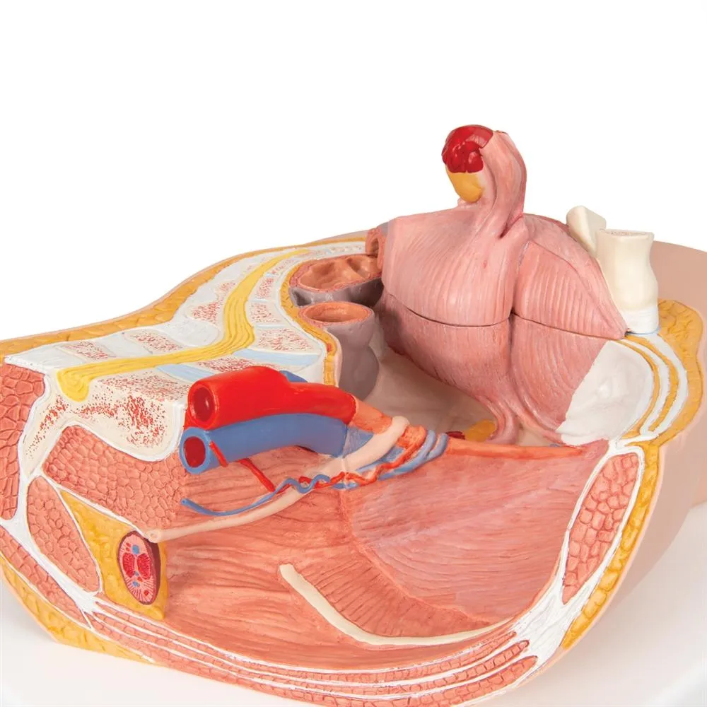 Female Pelvis Model, 2-Part