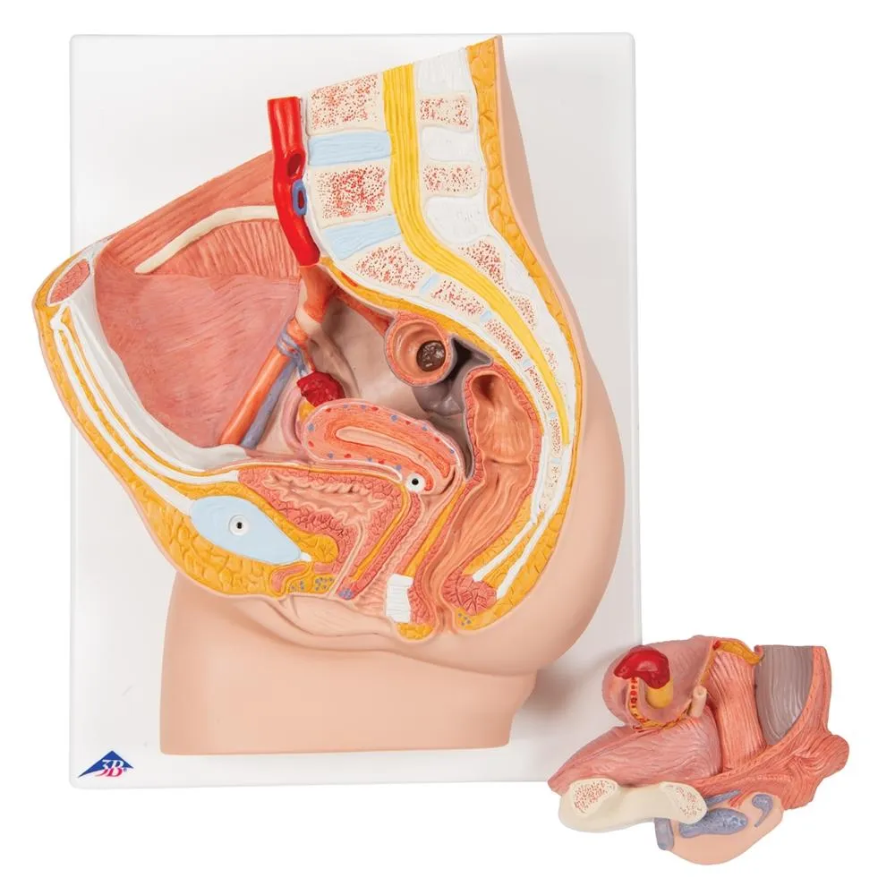 Female Pelvis Model, 2-Part
