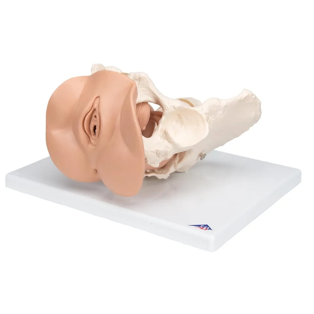 Female Pelvis Skeleton Model  with Genital Organs, 3-part