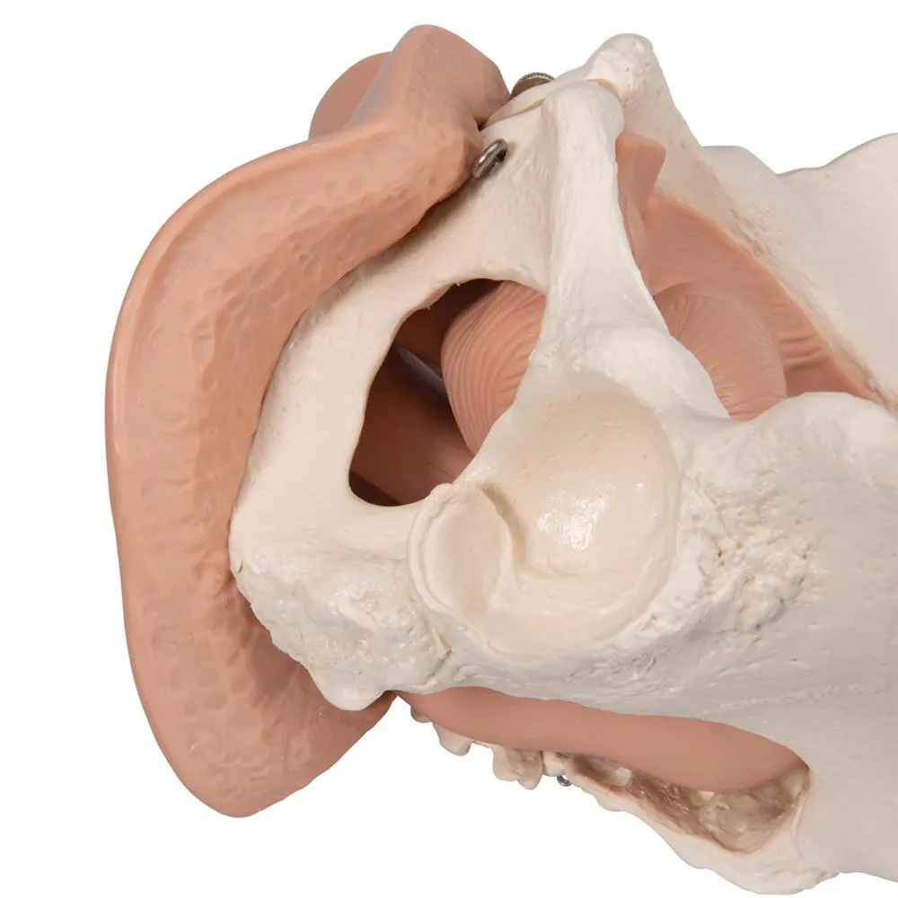 Female Pelvis Skeleton Model  with Genital Organs, 3-part