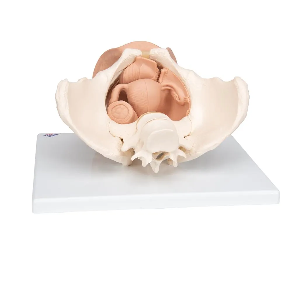Female Pelvis Skeleton Model  with Genital Organs, 3-part