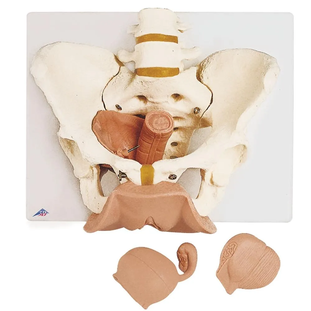 Female Pelvis Skeleton Model  with Genital Organs, 3-part