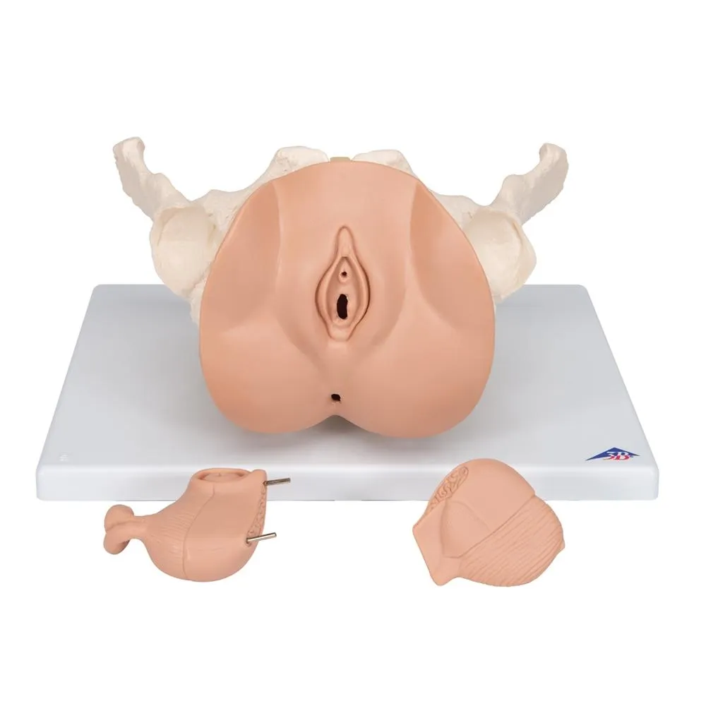 Female Pelvis Skeleton Model  with Genital Organs, 3-part