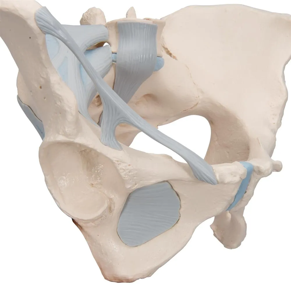Female Pelvis with Ligaments, 3 part