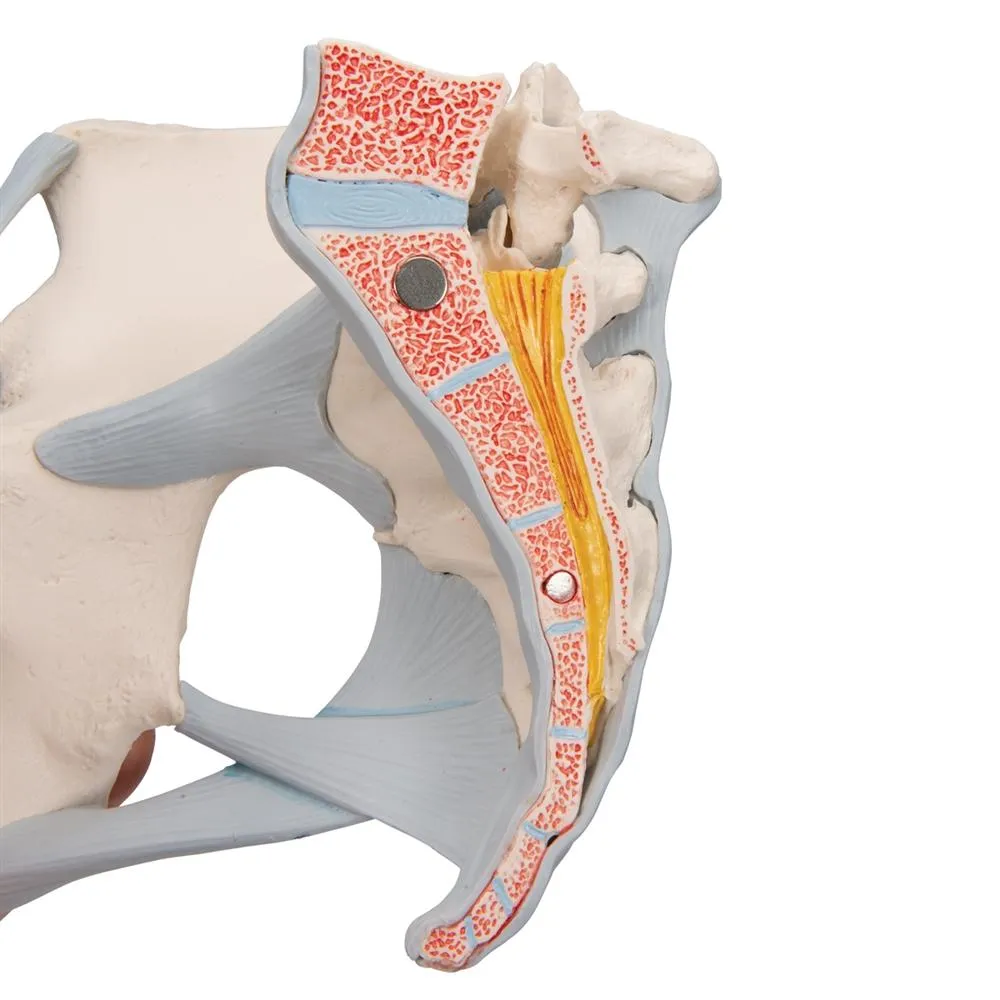 Female Pelvis with Ligaments, 3 part