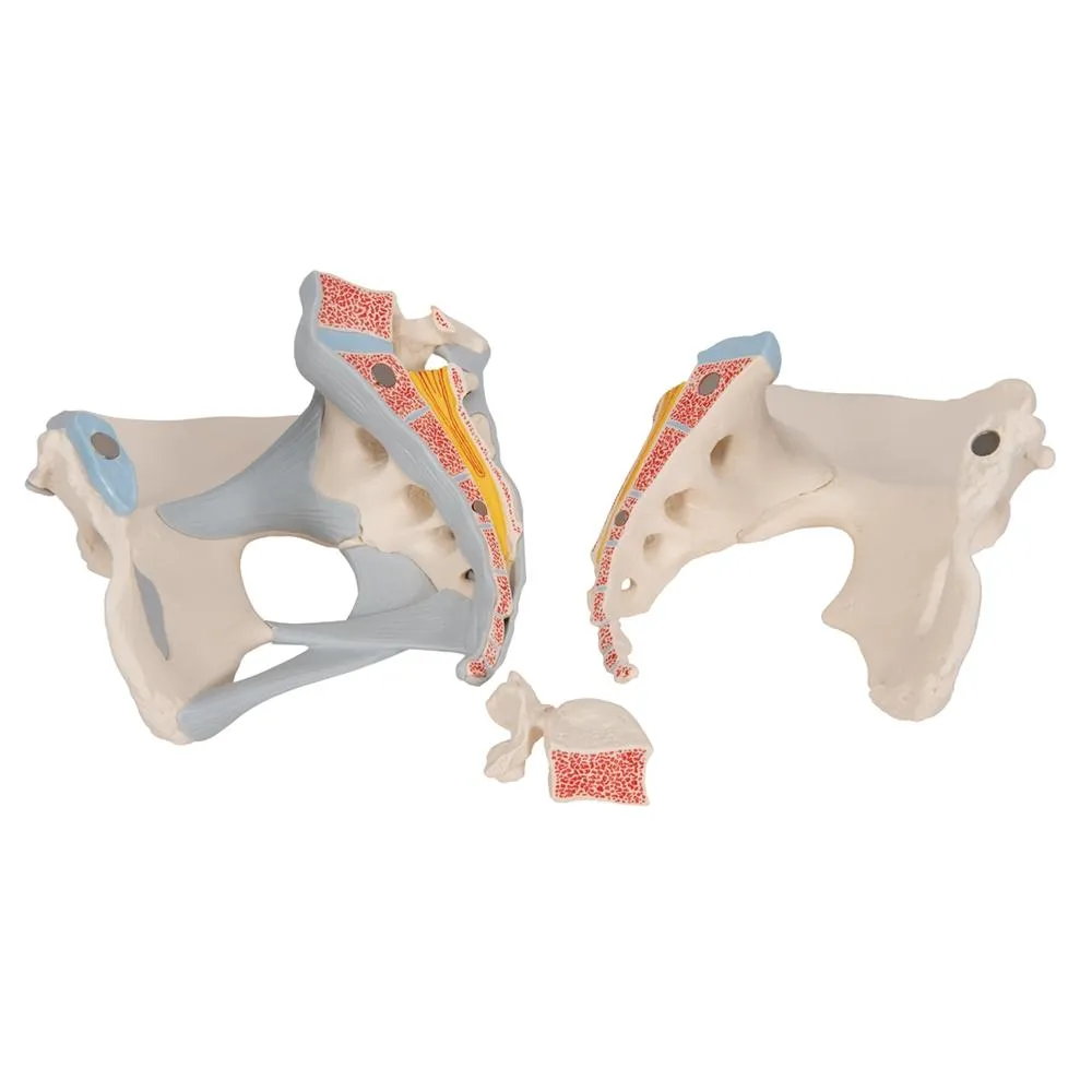 Female Pelvis with Ligaments, 3 part