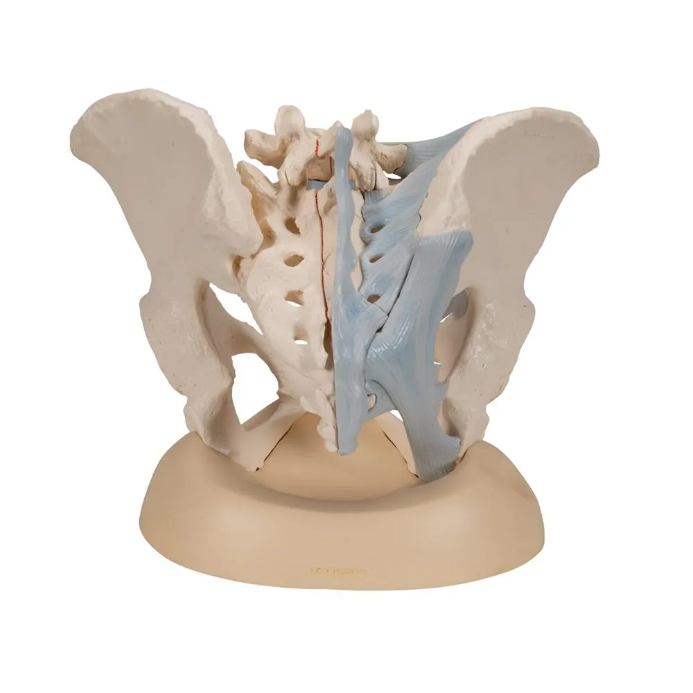 Female Pelvis with Ligaments, 3 part