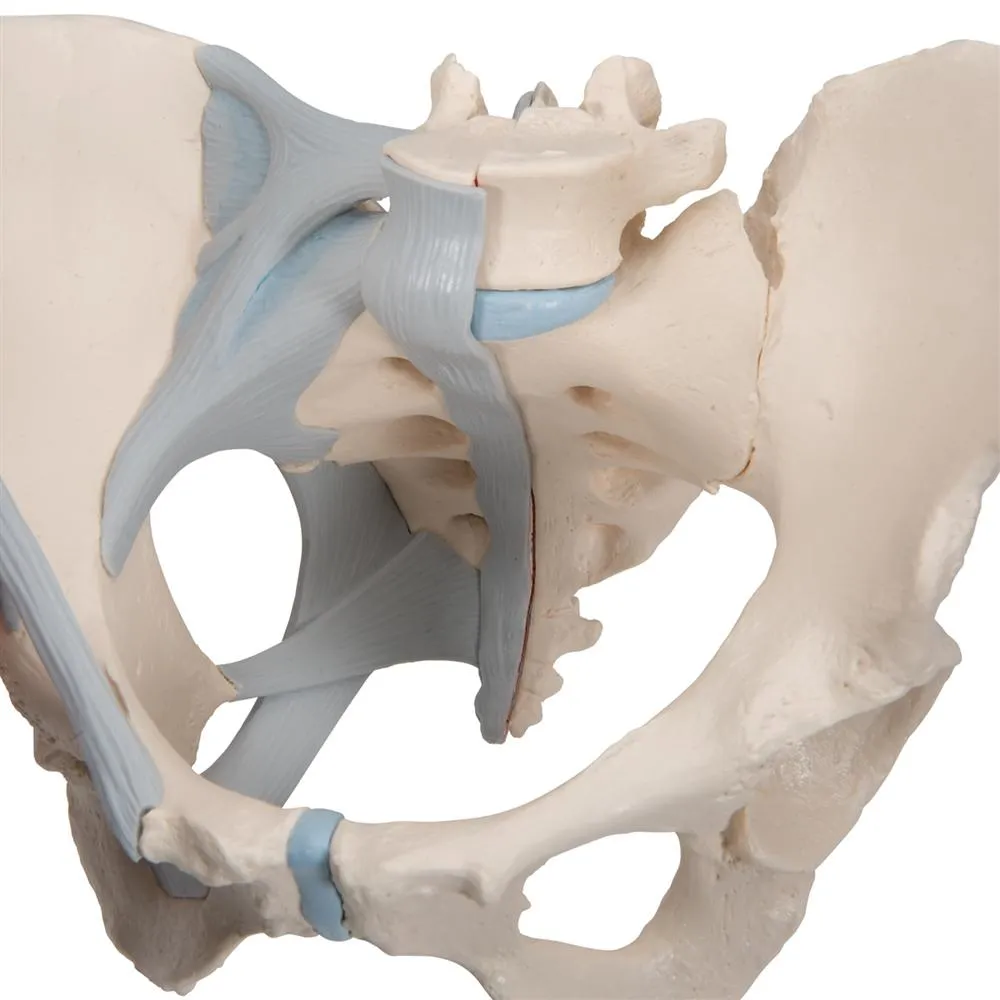 Female Pelvis with Ligaments, 3 part