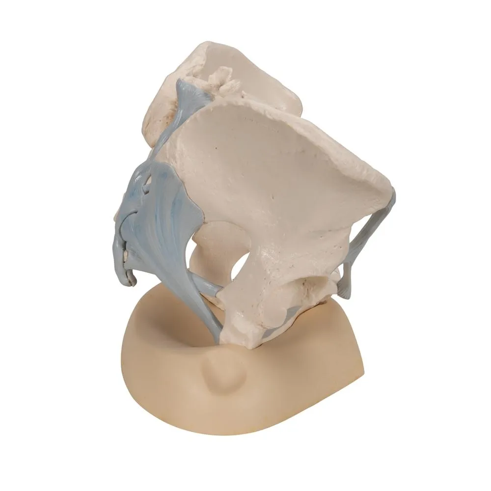 Female Pelvis with Ligaments, 3 part